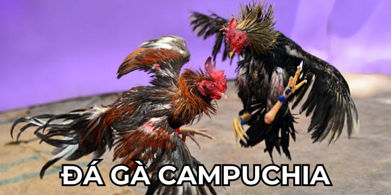 Luật cần tìm hiểu khi tham gia đá gà
