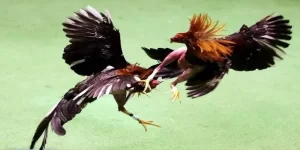 Khái quát về loại hình đá gà chọi 33win