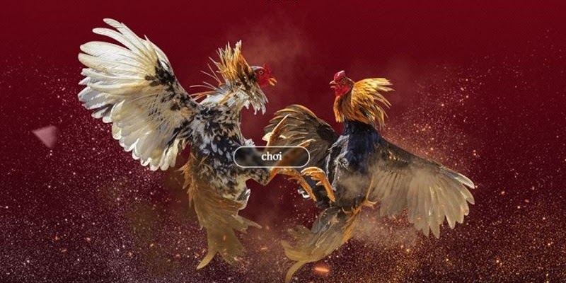 Tham gia cược gà chọi 33win đơn giản trong vài bước