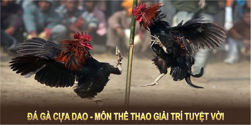 Những hình thức chọi gà cựa dao phổ biến