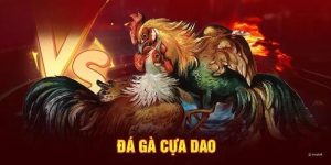 Bật mí mẹo chơi đá gà thắng đậm
