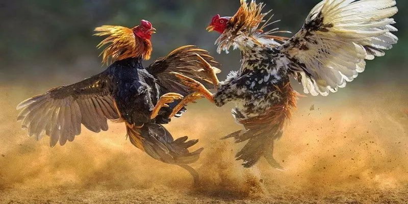 Những màu mệnh gà hiện có