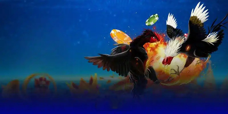 Sảnh Digmaan cung cấp đa dạng hình thức chọi kê