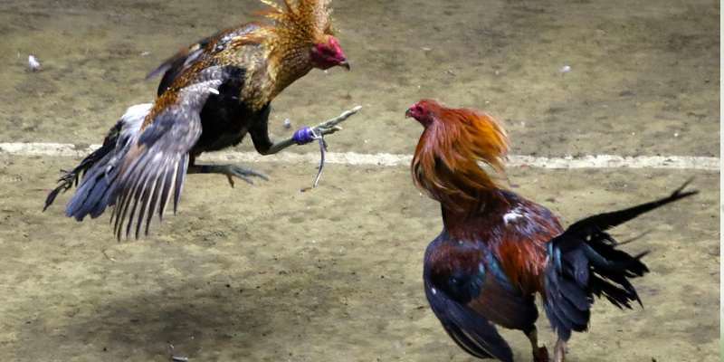 Nhiều lý do không thể truy cập sảnh Digmaan